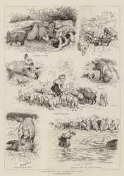 Incidents of Farmyard Life